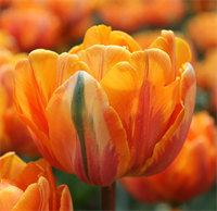 Tulipan Orange Princess 8 løg